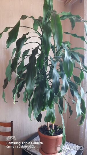 Продам цветы комнатные