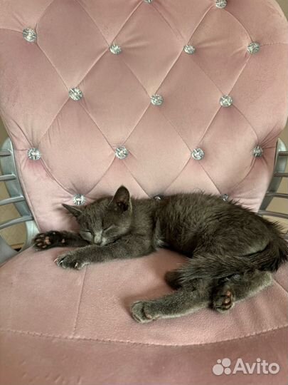 Малышка ищет дом