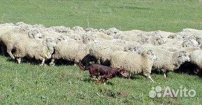 Собака пастух, щенки австралийского келпи, питомни