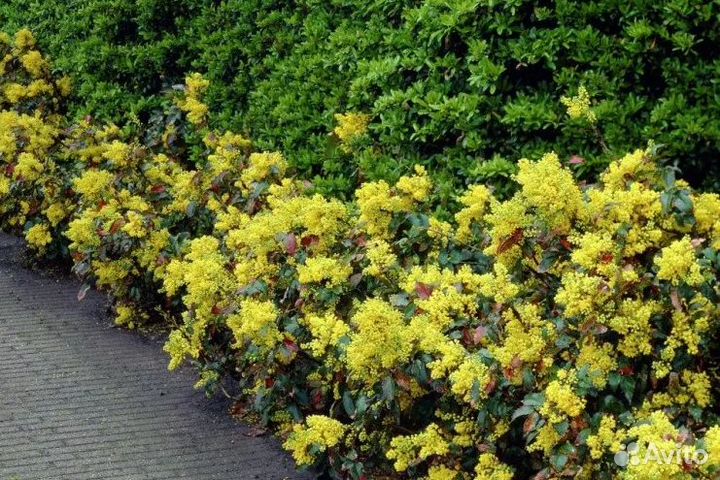 Магония падуболистная