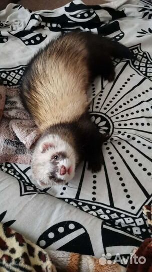 Вязка хорьков (именно вязка) именно вязка