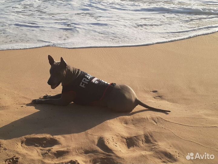 Вязка тайский риджбег - кобель 3 года