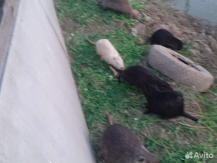 Нутрии на племя