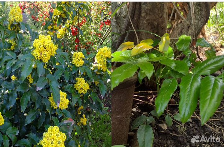 Магония падуболистная