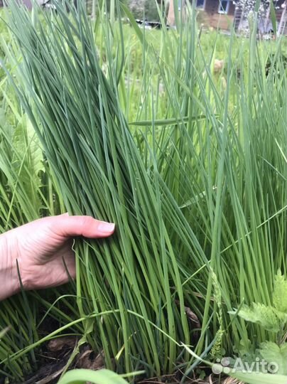 Лук многолетний декоративный