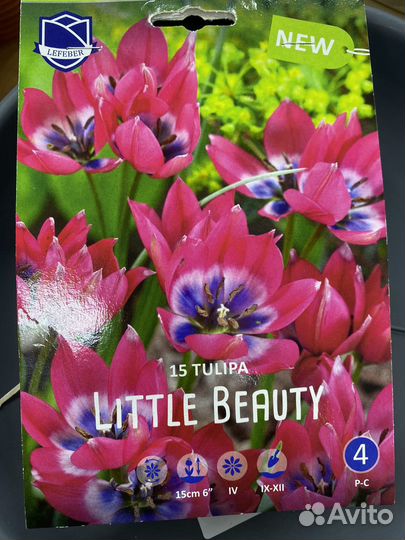 Луковичные растения