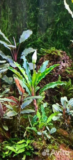 Буцефаландры