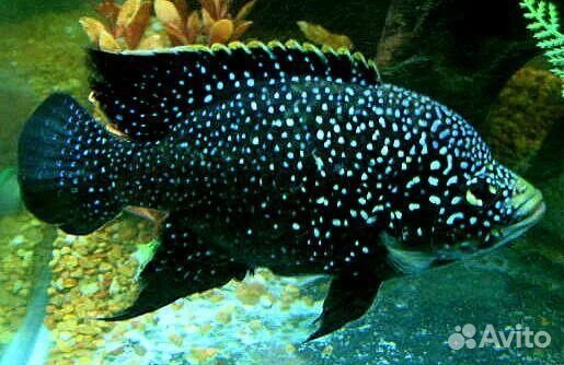 Парателяпия поллени