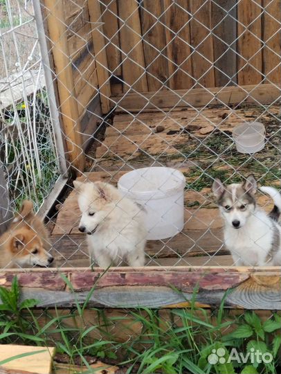 Щенки западно сибирской лайки