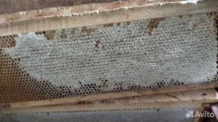 Продам мед 2023