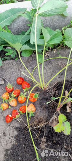 Саженцы смородина, малина, клубника