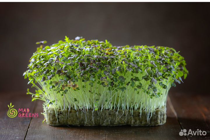 Микрозелень Мизуна красная (Японская капуста)