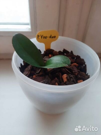 Орхидея фаленопсис вуду (Voo Doo)