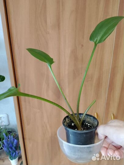 Дримиопсис