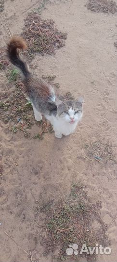 Котик и кошечка