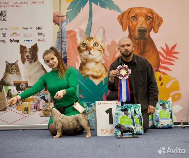 Хендлер / Кинолог