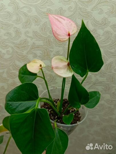 Антуриум Матата