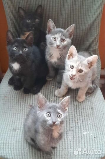 Очаровательные котята в добрые руки