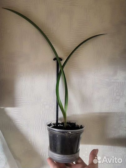 Гиппиаструм