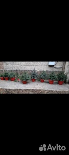 Кремлевские елочки