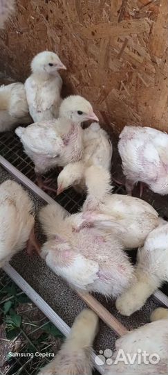 Цыплята бройлеры, доминант, Кучинская юбилейная