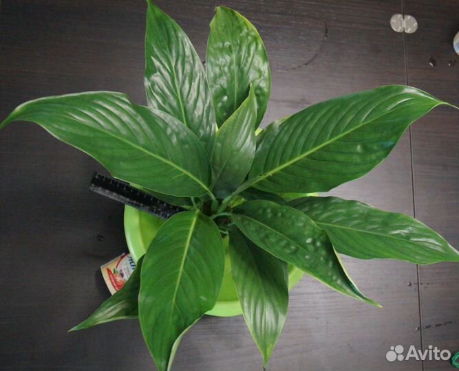 Спатифиллум