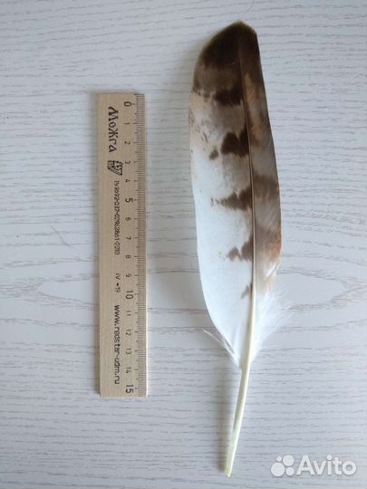 Красивые перья