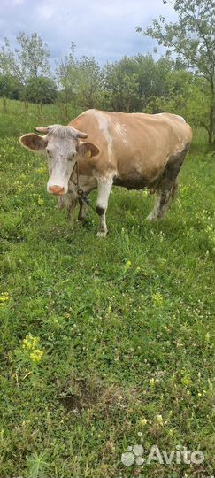 Коровы стельные