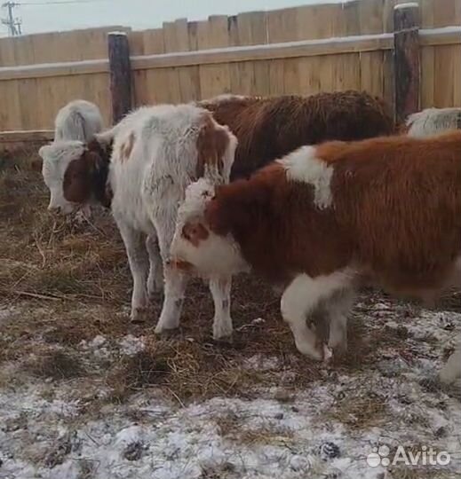 Бычки живым весом