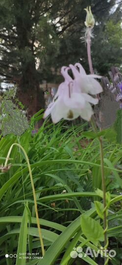 Голубой Ирис и другие цветы