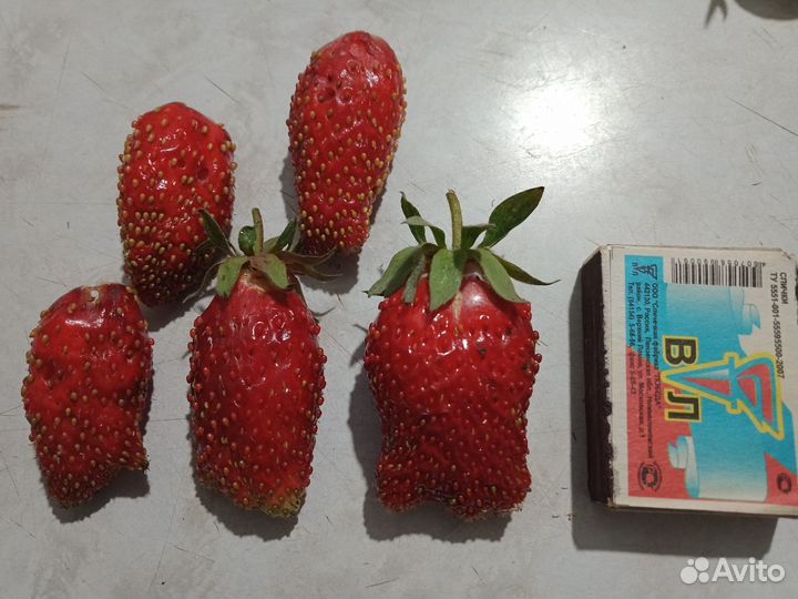 Продаю рассаду клубники, цветов