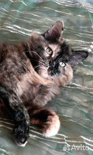 Добрая И спокойная кошечка ищет свою семью