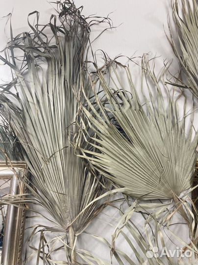 Листья пальмы