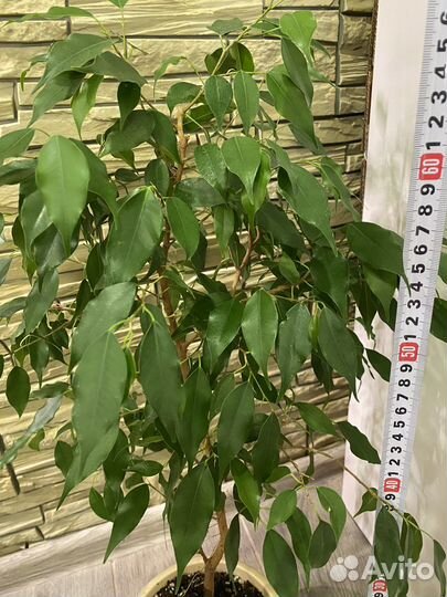 Фикусы Бенджамина Даниэль, Наташа и Кинки