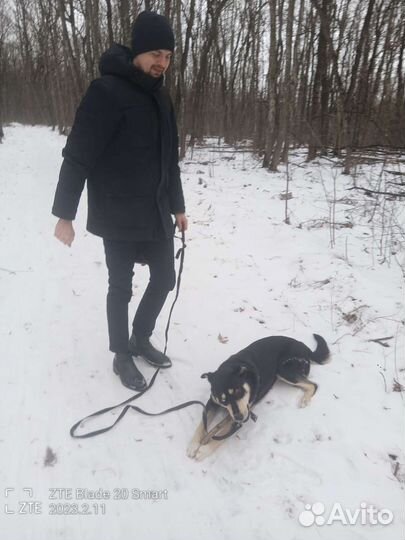 Собака охотница бесплатно в добрые руки