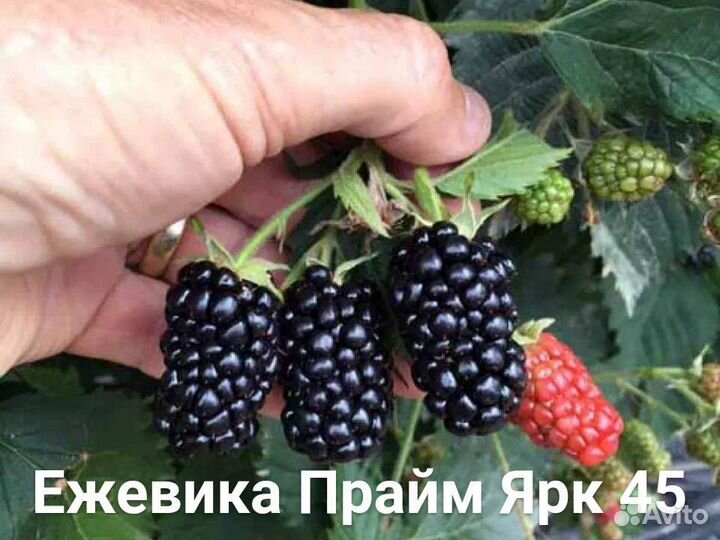 Саженцы ежевики