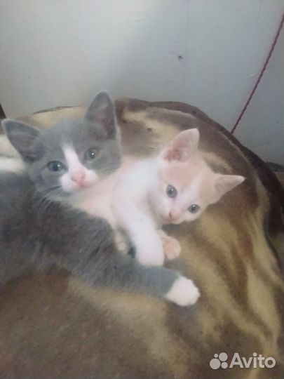 Очаровательные котята
