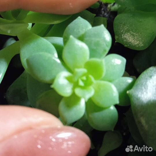 Суккуленты и кактусы., подарок