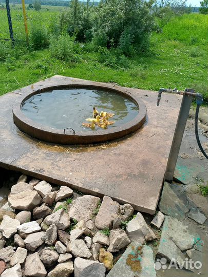 Индоутята подрощенные с утками