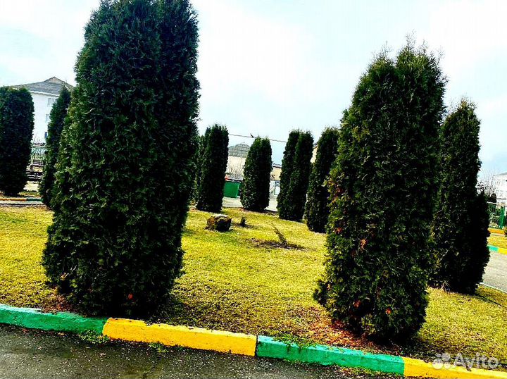 Высокая туя на участок Колумна
