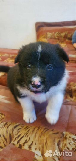 Щенки бордер-колли