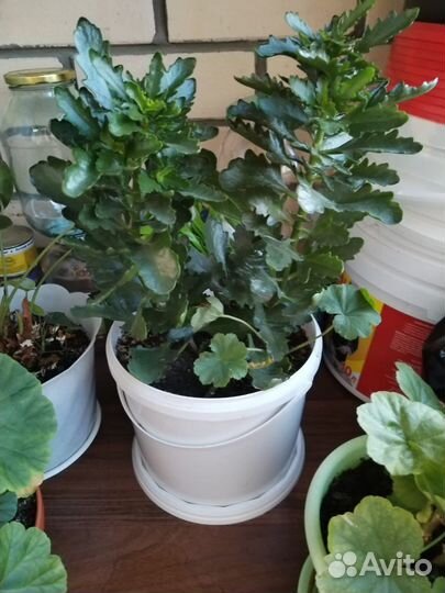 Комнатные цветы растения