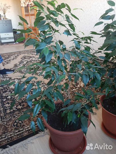 Фикус бенджамина большой