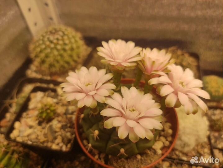 Фитолампа. Квантум борд Samsung 301H 120 W. Свет д