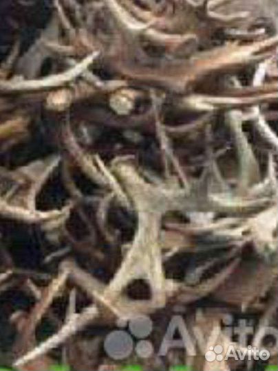 Рога оленя и лося