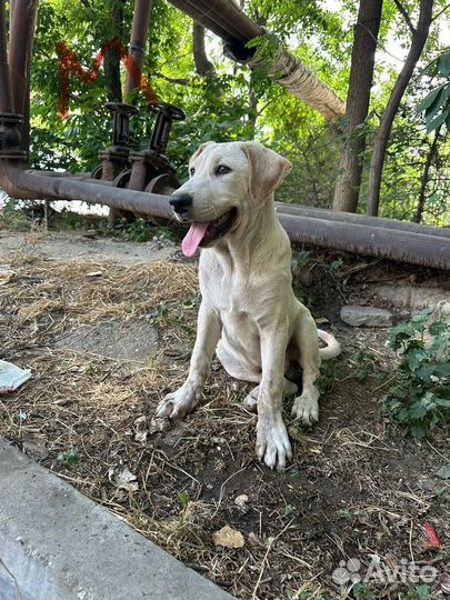 Щенки из Махачкалы