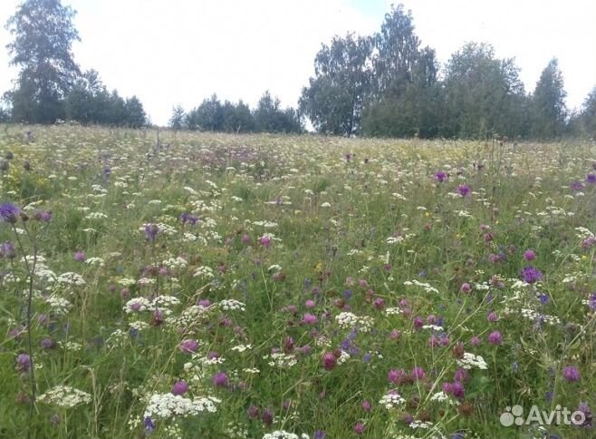 Мёд 2024 года из Алтая опт