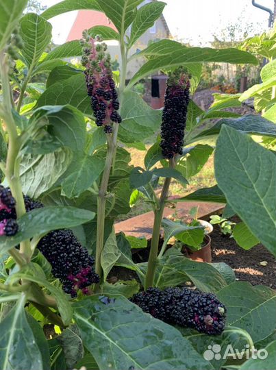 Продам растение Лаконоса или Фитолакка