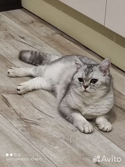 Шотландская прямоухая кошка