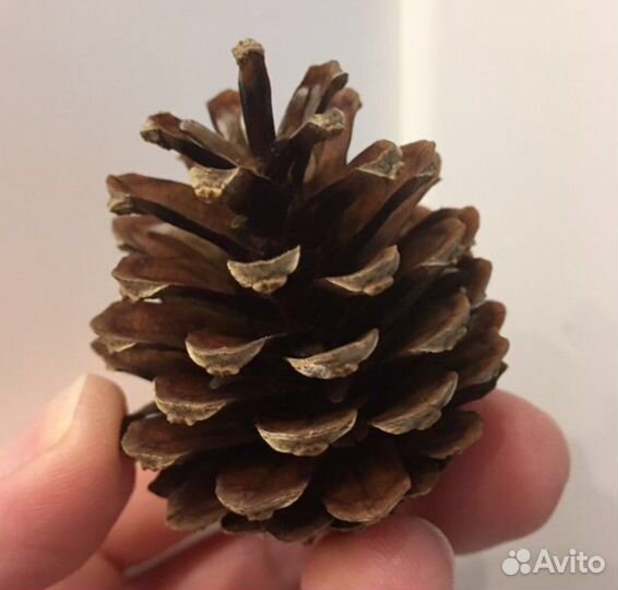Шишки сосновые для декора